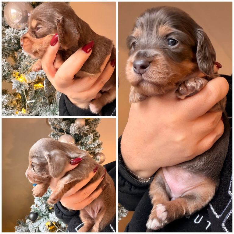 Long haired miniature dachshunds 
