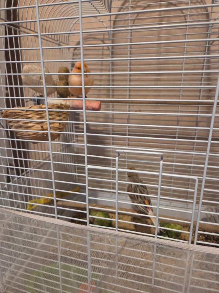 Harlequin canaries (male and female pair)