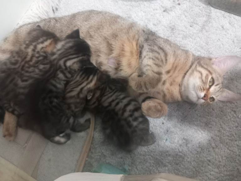 Domestic shorthair tabby cat 