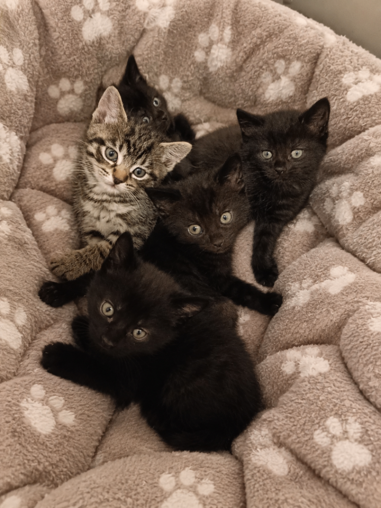 6 Kittens Looking for Loving Homes