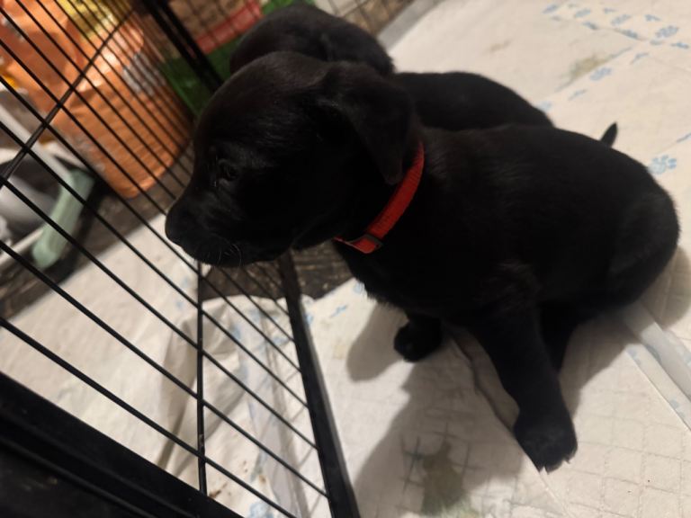 Goldmation cross labrador puppies 