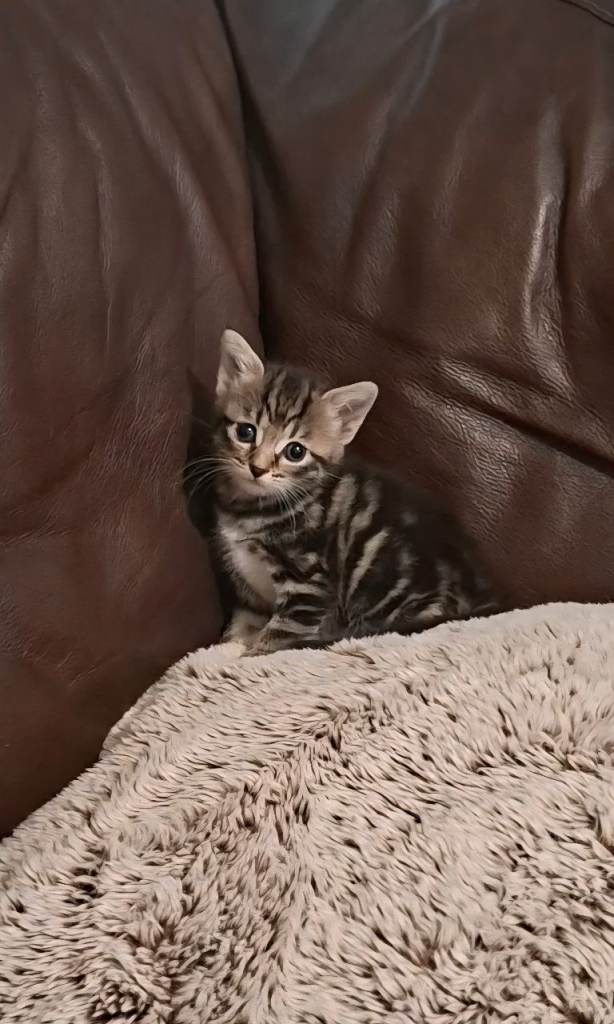 Classic Full Body Tabby Kittens