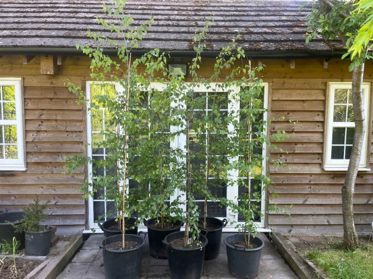 SILVER BIRCH TREES 6 to 7 ft +  / 200 to 220 cm +