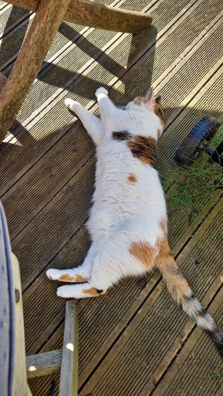 11 Year Old Calico Cat Needs A Loving Home 