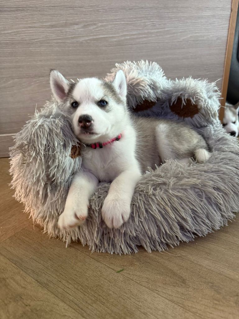 Purebred Stunning Blue-Eyed Siberian Husky Puppies Looking for Forever home 