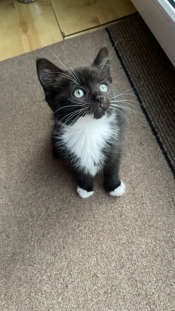 1 female kitten left 