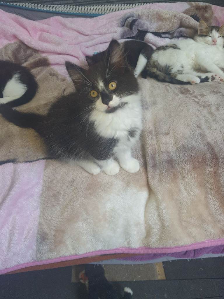 Kitten 