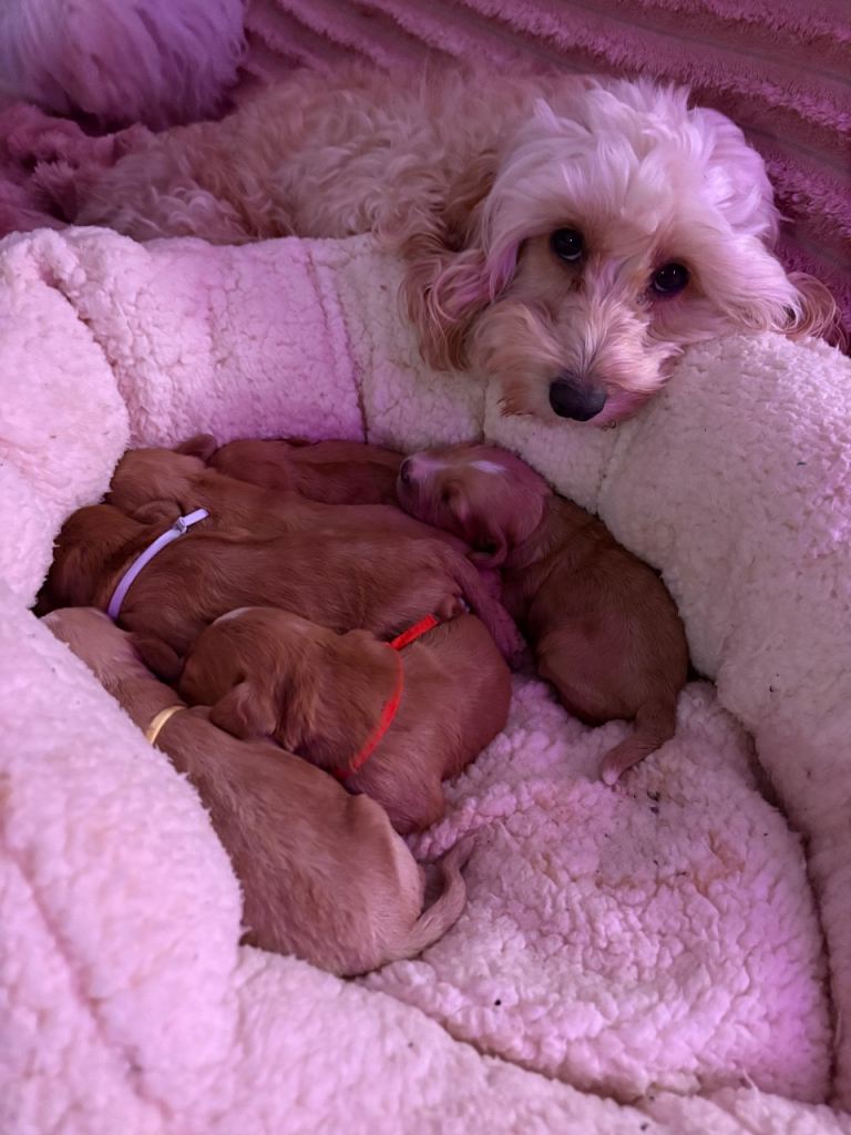 Stunning fb1 cockapoo litter 
