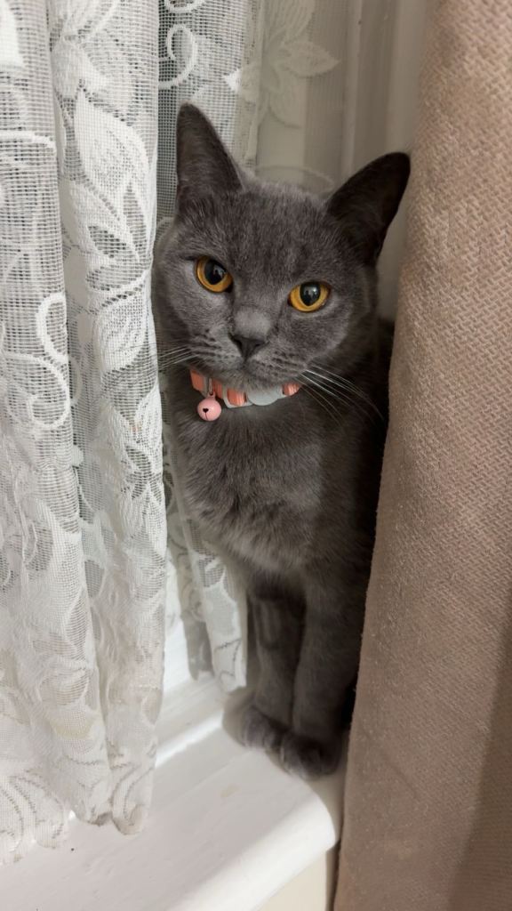 1-year-old female British Shorthair Siberian mix 