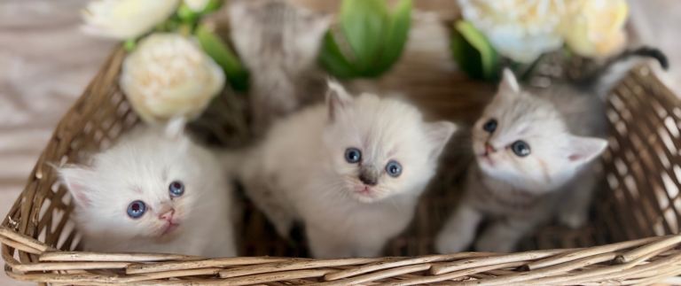 Persian x bsh kittens 