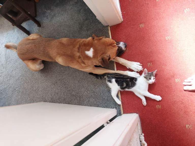 LOST CAT  £100 REWARD 