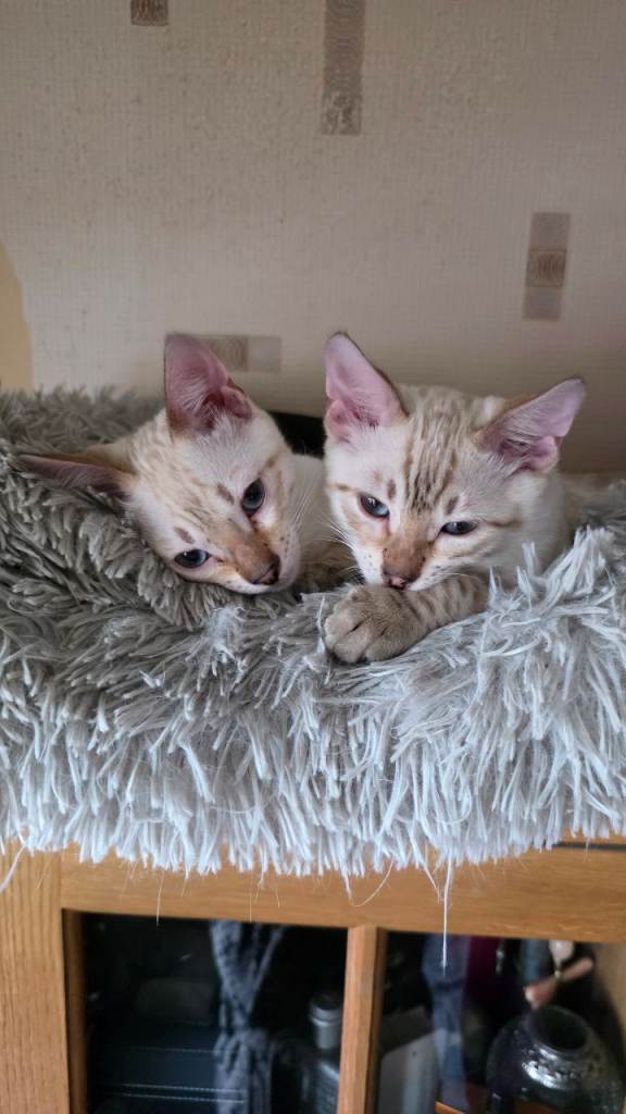 Bengal Kittens 3 males 