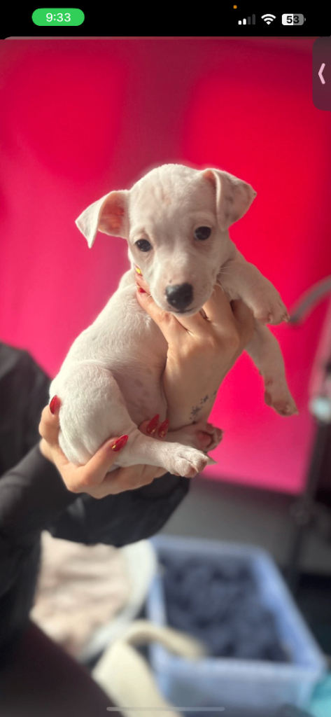 Jack Russell puppy’s one left 