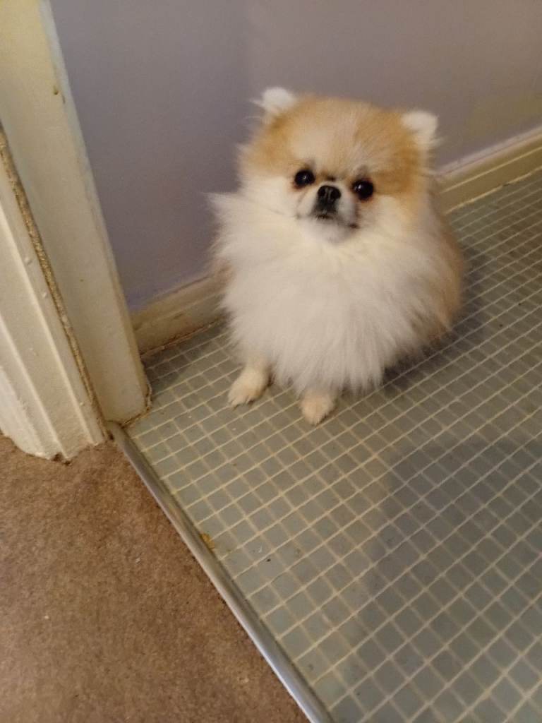 Young female pomerian dog 