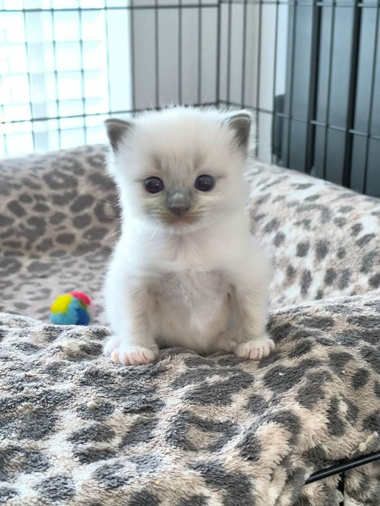 Beautiful Ragdoll Boy 