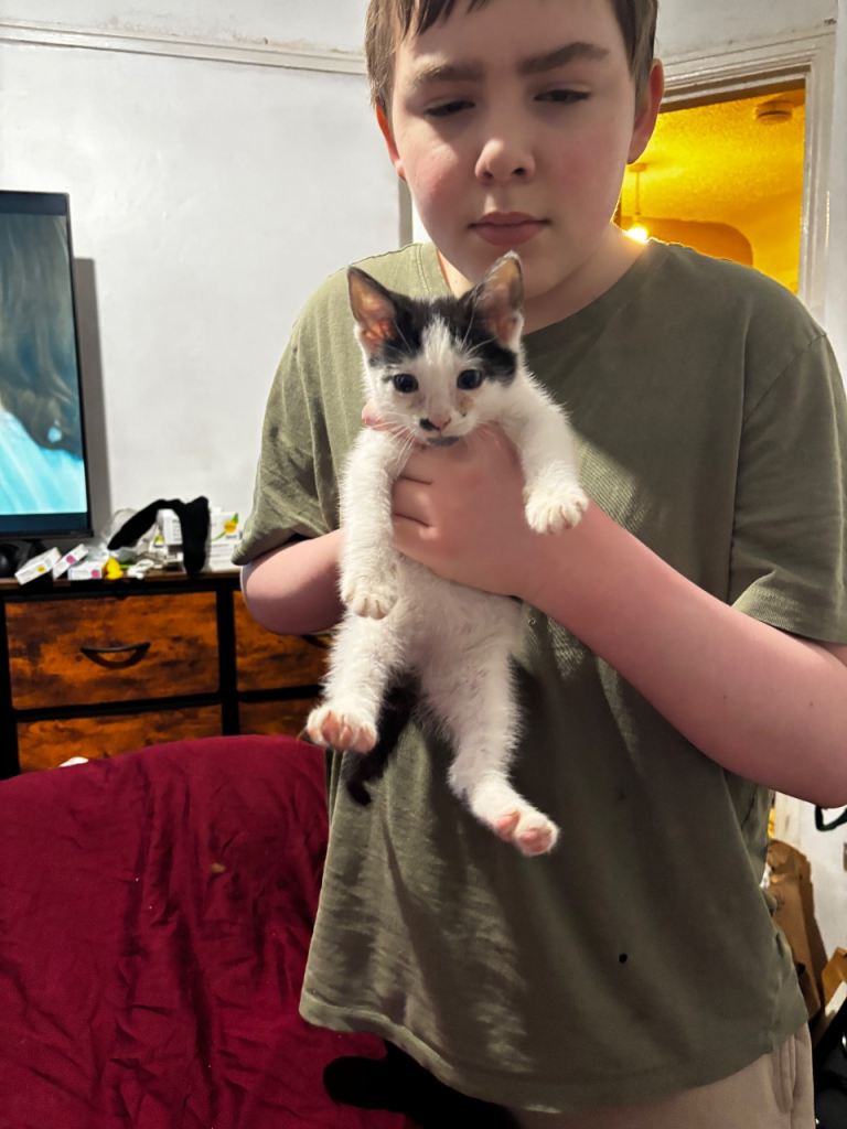 1 male kitten for sale