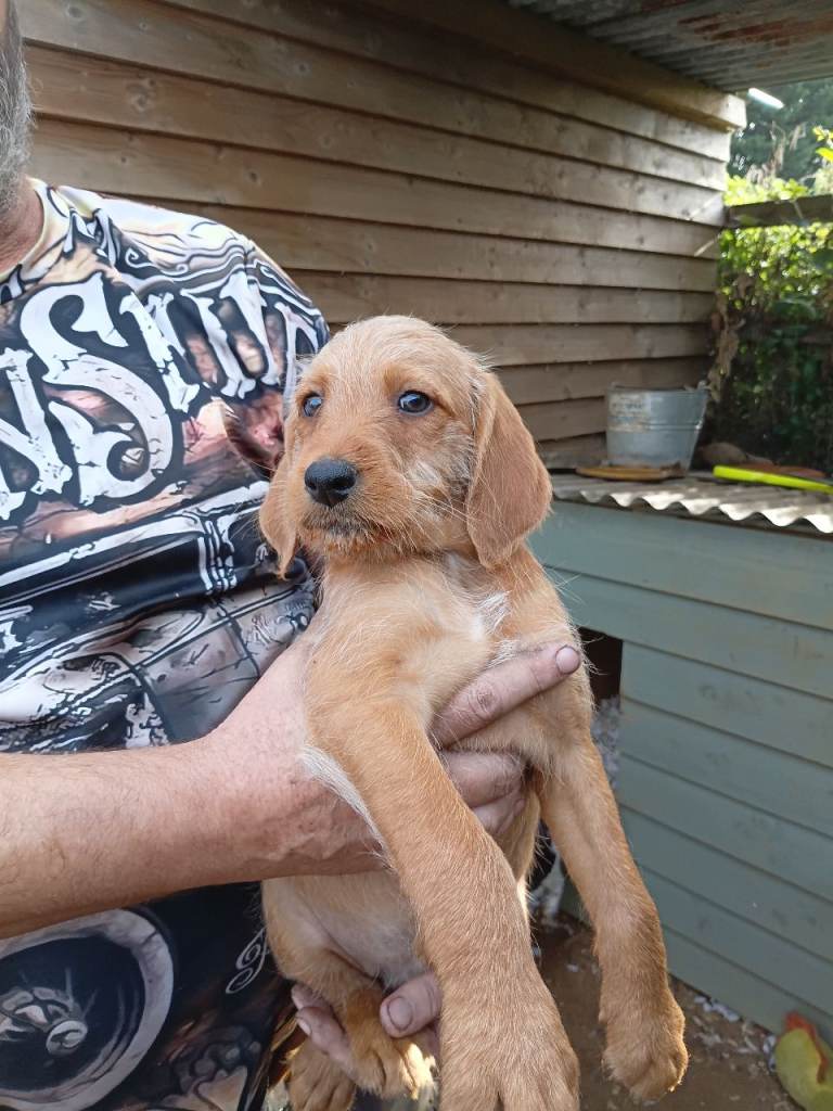 SPRINGADOODLE PUPPIES