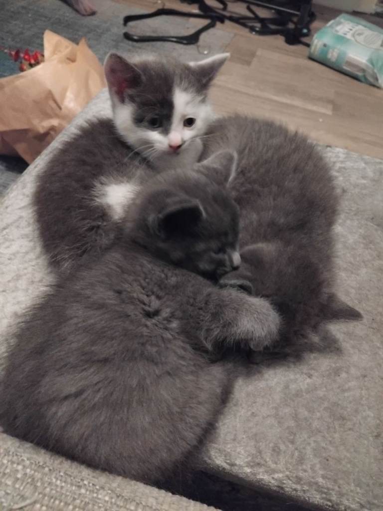 Grey White Kittens