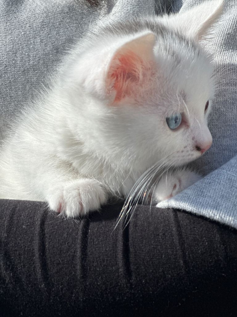 1 kittens left