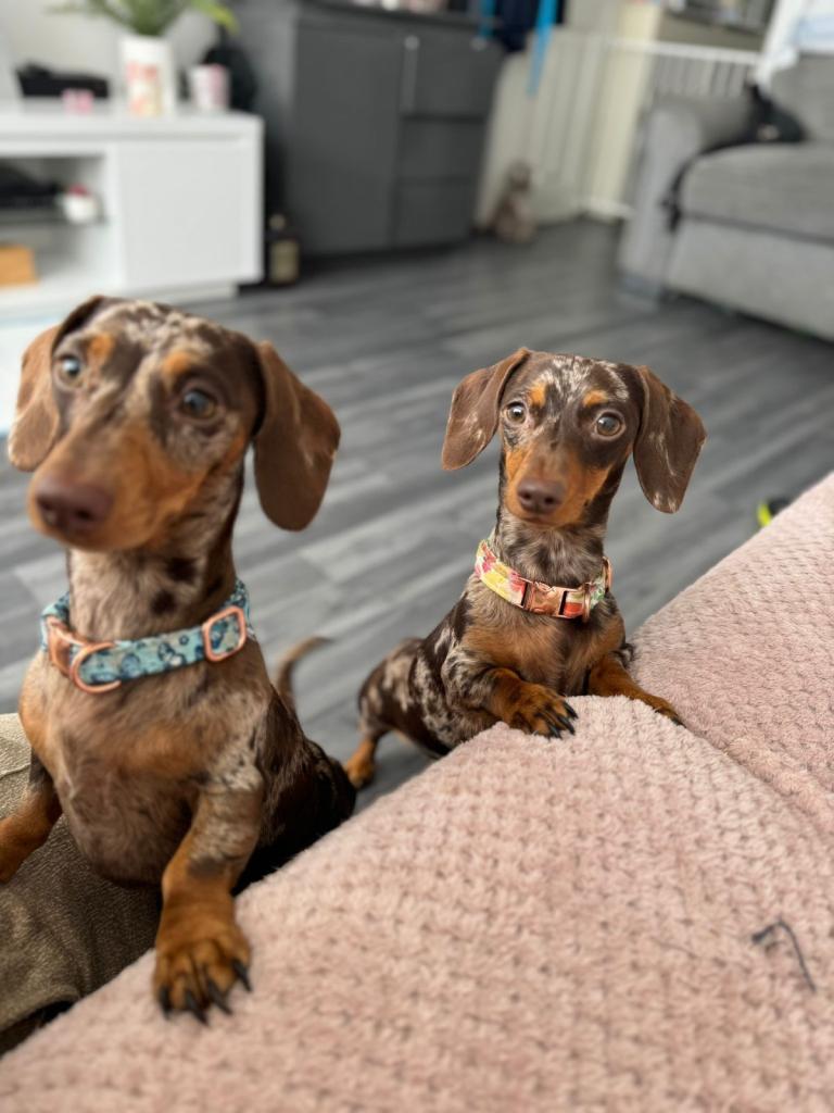 Mini Dachshunds