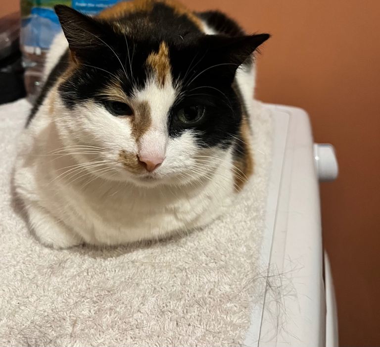 Looking for new home