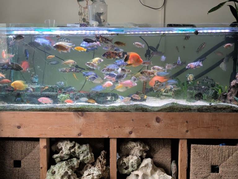 Closing entire tank everything must go 