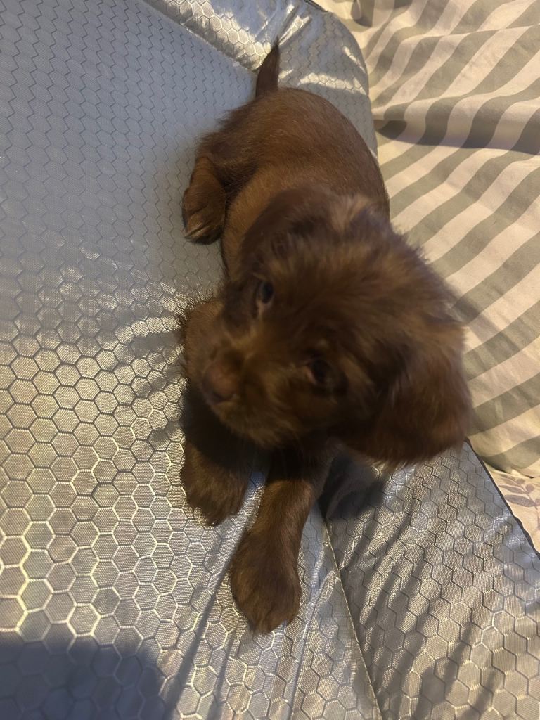 Puppy for sale 