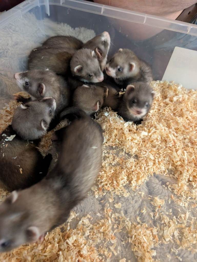 Beautiful, Well-Handled Ferret Kits Looking for Loving Homes!