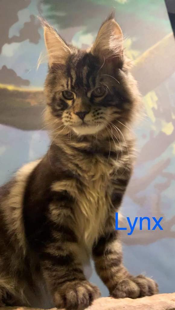 Maine coon kittens TICA neutered/spayed
