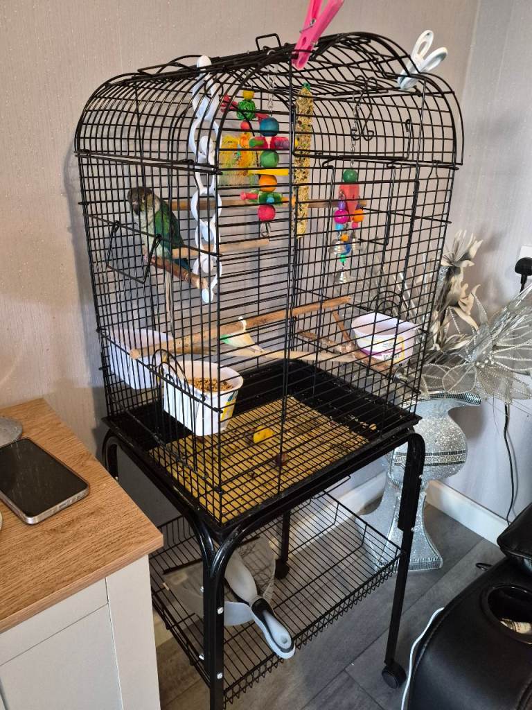 Conure bird and cage