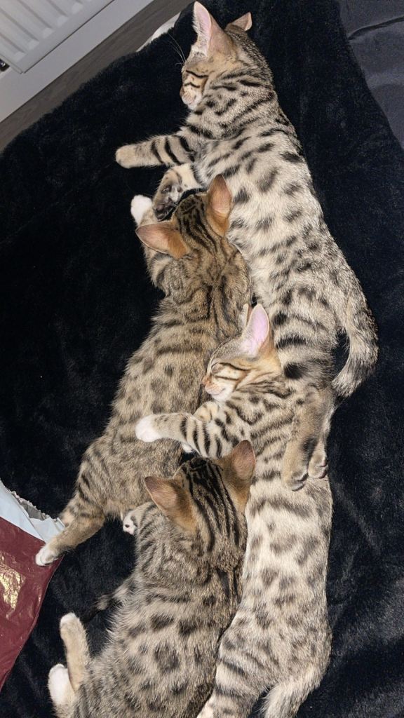 half bengal kittens