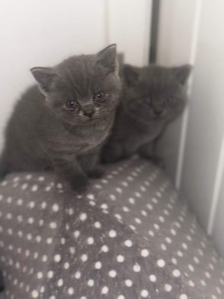 British short Hair kittens