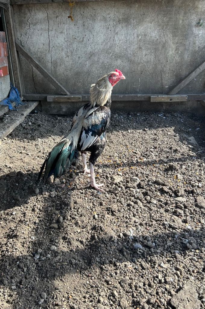 Aseel chicks for sale