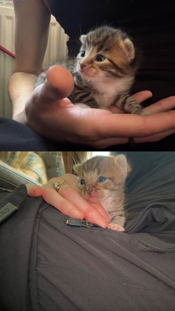 Kittens 