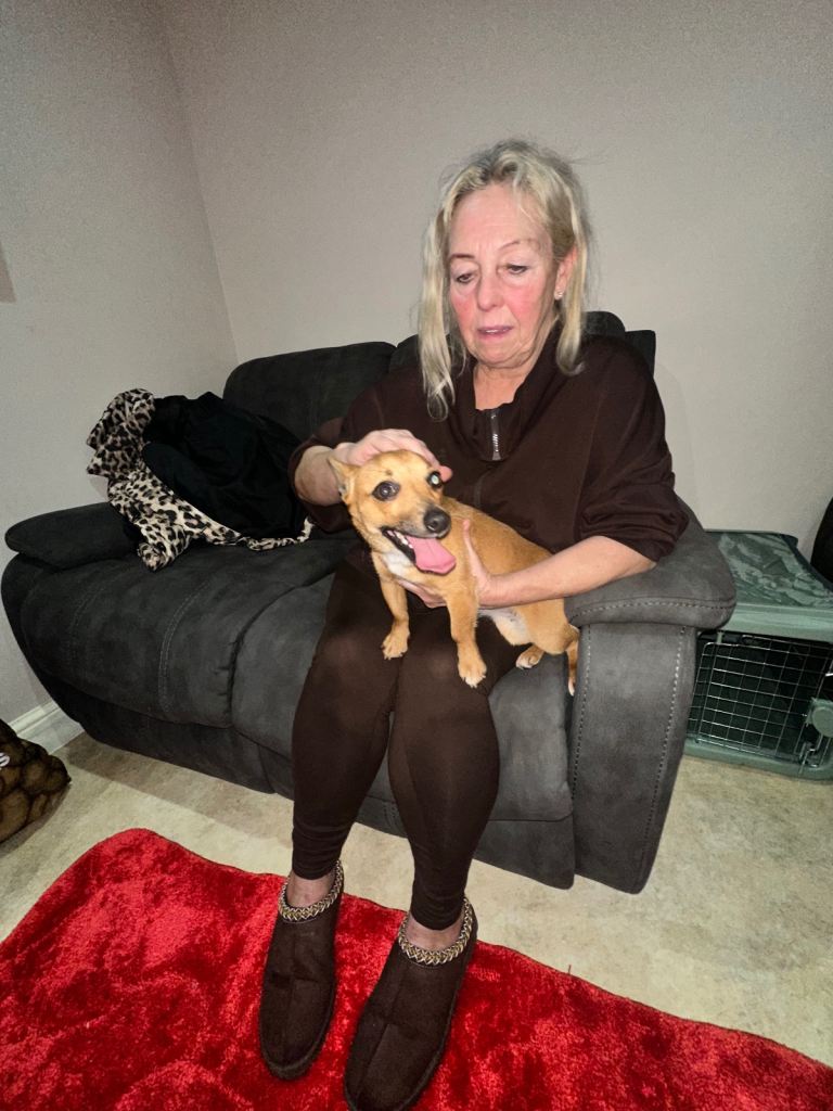 One year old chalky for sale make a lovely little lap dog she’s very sweet 