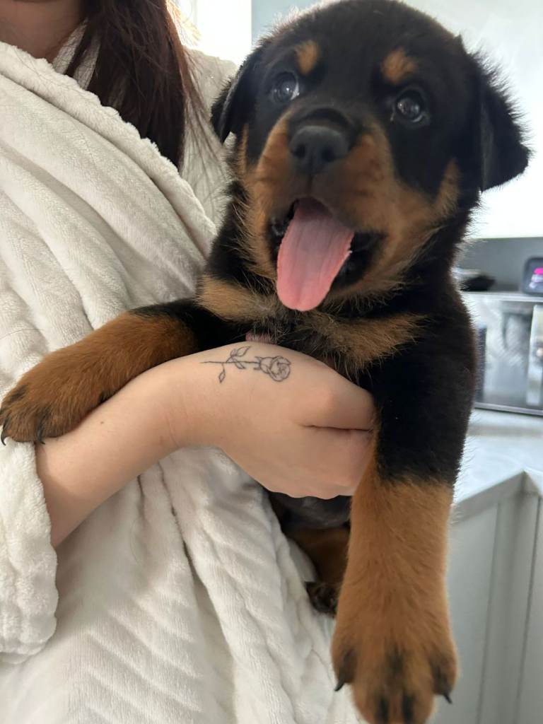 Chunky Rottweiler pups last 2 available ready to go soon 
