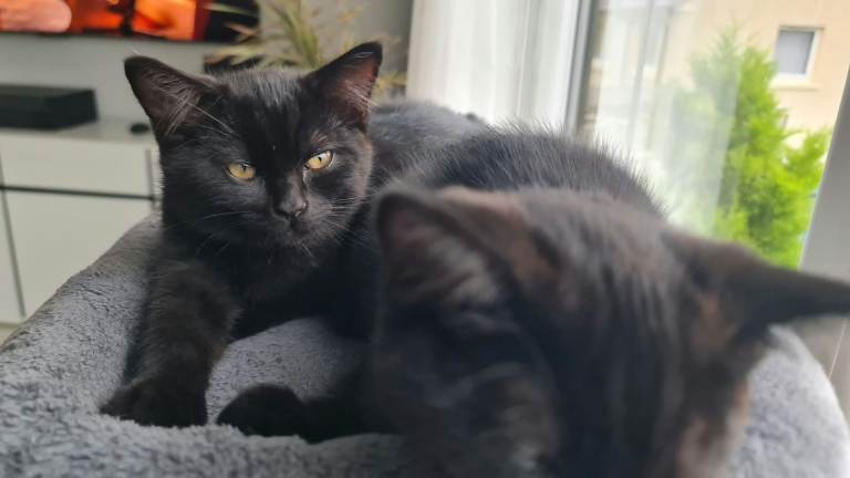 British Shorthair Cross Kittens for Sale