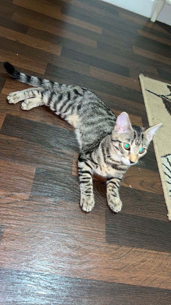 Female Tabby Kitten