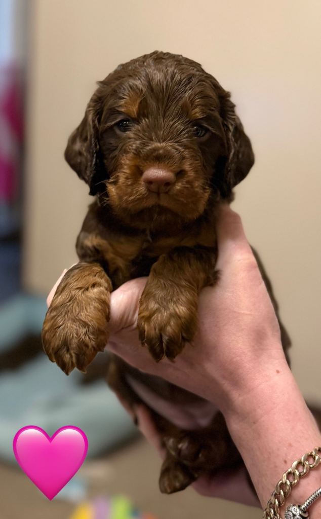 ✨ Chocolate & Tan Cocker Spaniel Puppies ✨
