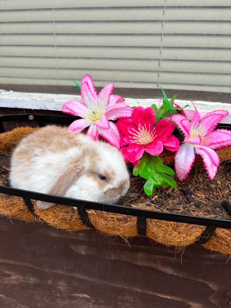 Mini lop baby bunnies 
