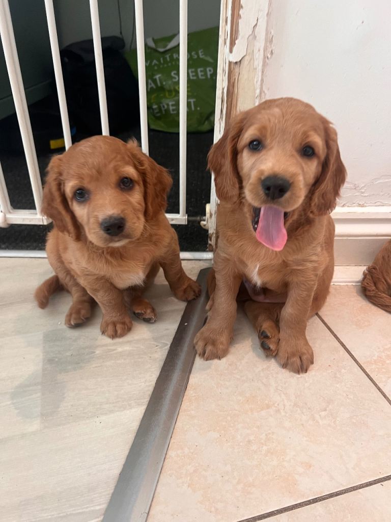 Six gorgeous Cockerpoo pups ready Sept 