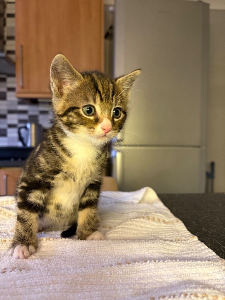 Adorable Kittens Ready for Their New Homes from 15/12/25 – Playful & Loving!