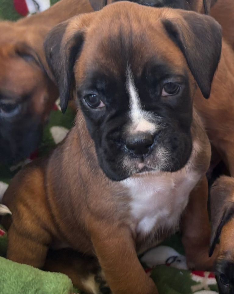 Boxer puppy’s 