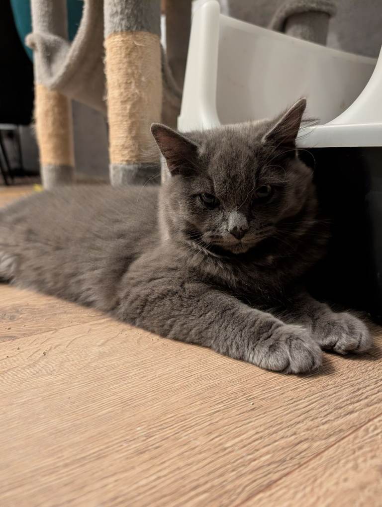 4 months Old Ragdoll x British Shorthair Kitten