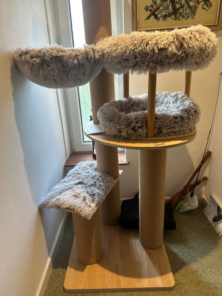 Cat climbing fun!