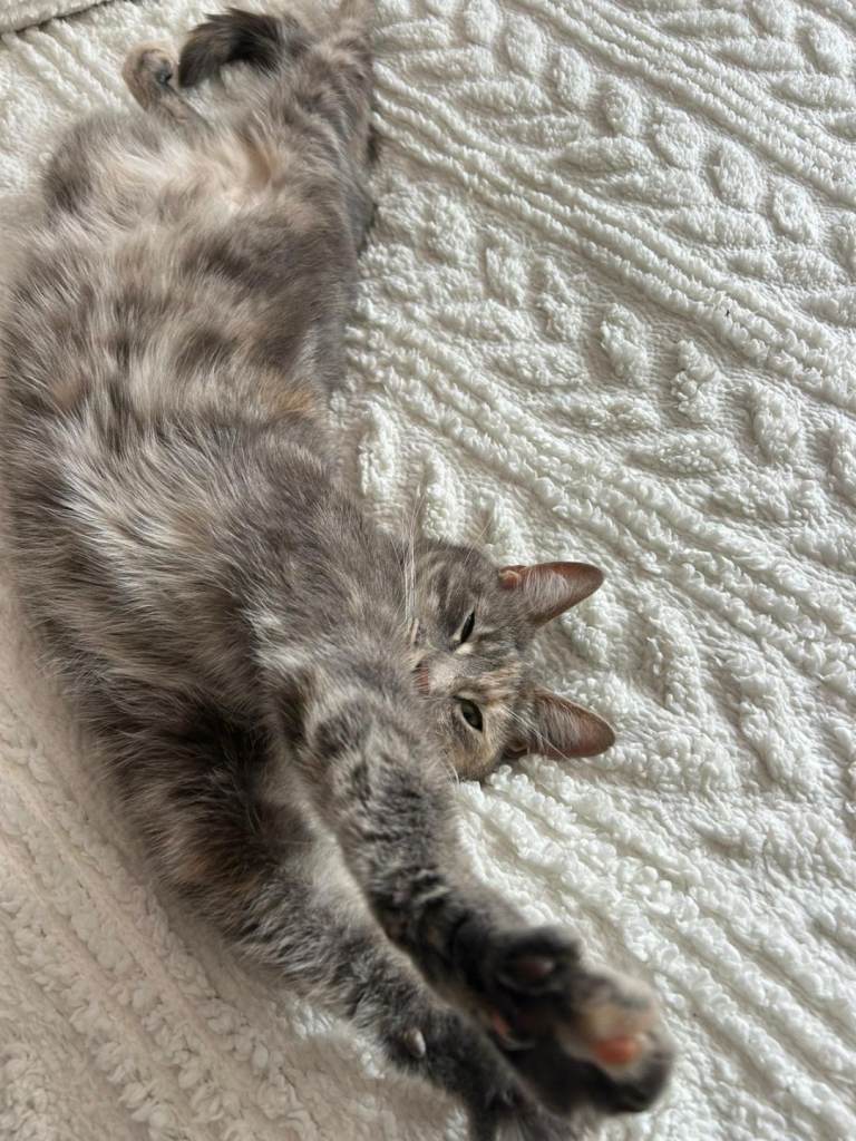 Lovely friendly cat 
