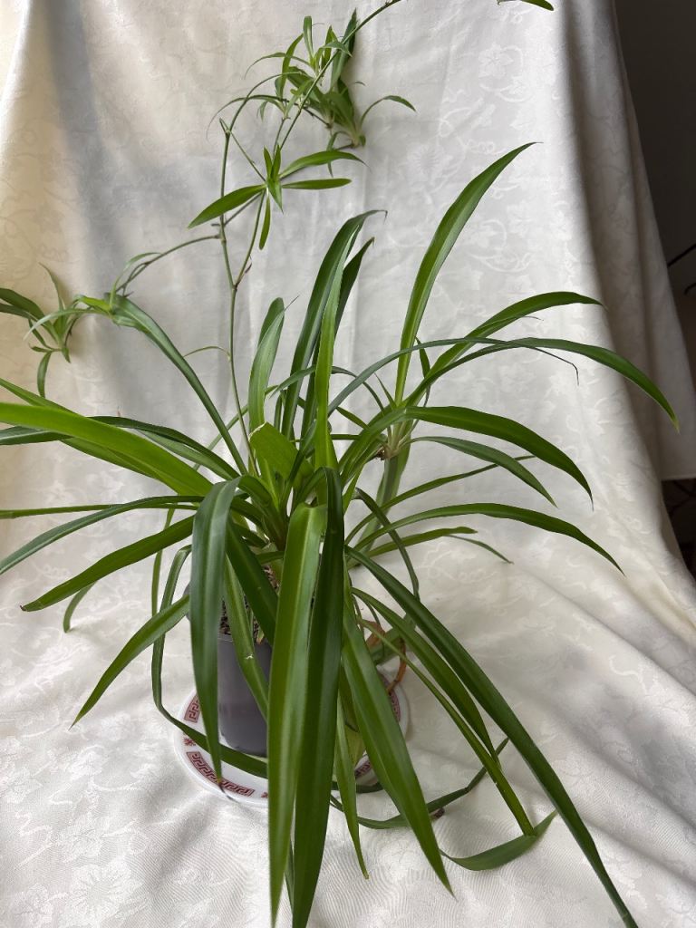 Spider plant 