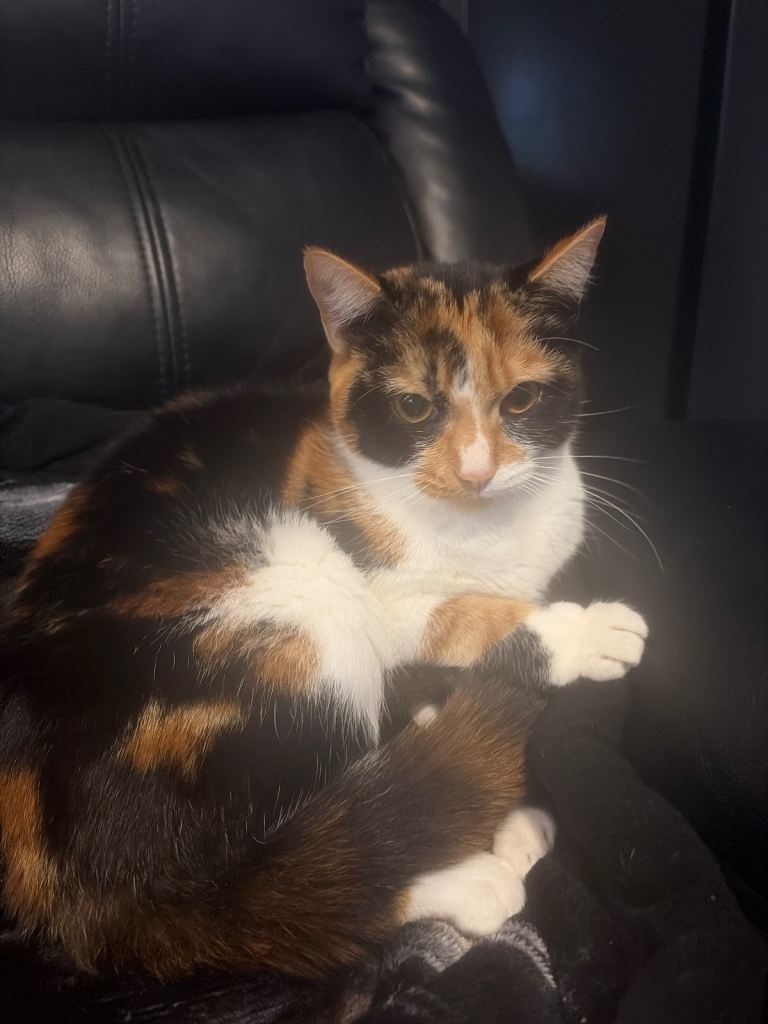 Kitten 