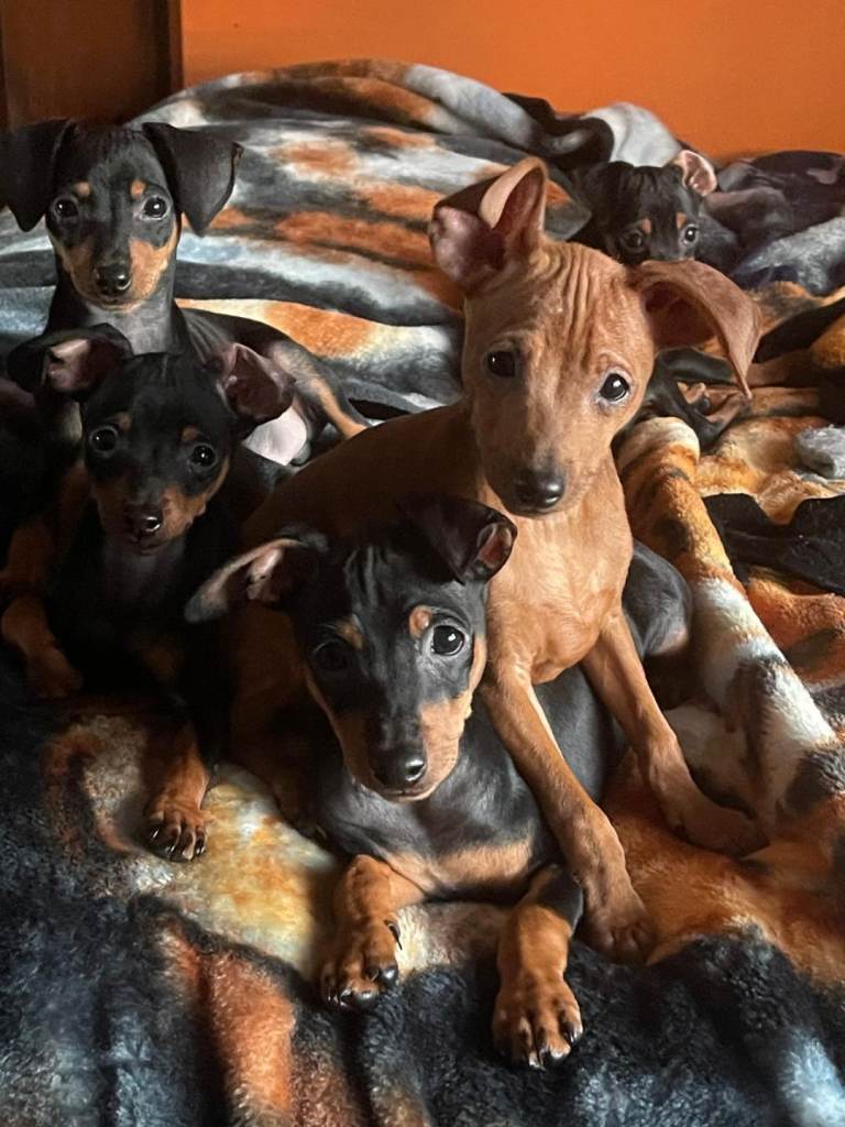 Confident, family-raised Miniature Pinscher puppies – great with children