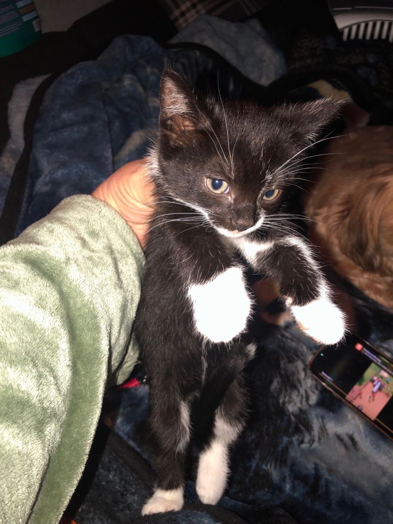 Kittens for sale no time wasters £60